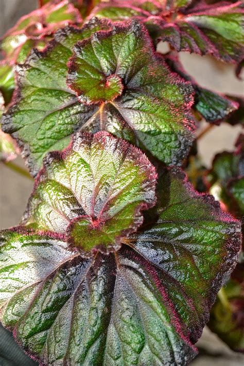 The Outlaw Gardener Rex Begonia Curly Fireflush Is My