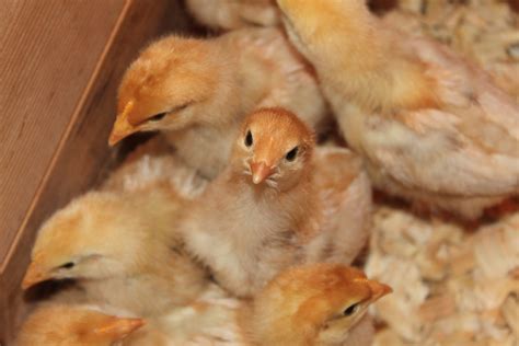 Raising Chicks To Become Chickens - Old World Garden Farms