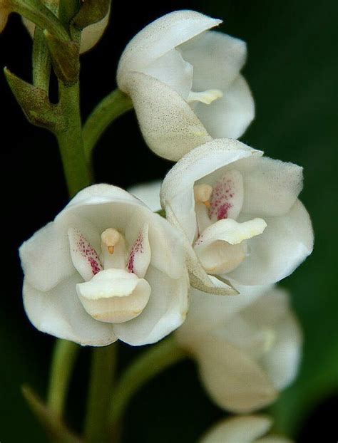 Orqu Deas E Brom Lias Plantasonya O Seu Blog Sobre Cultivo De