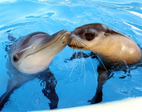 Dolphin And Seal Photos Animal Odd Couples Ny Daily News