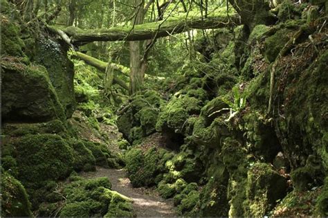 Ancient British Woodlands Poised For Fame After Star Wars Travel