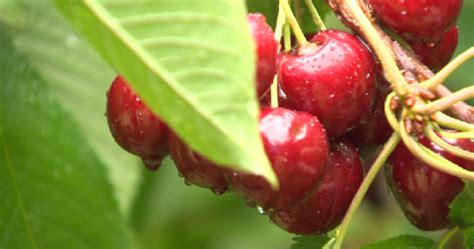 A Man Ate Three Cherry Pits Then He Got Cyanide Poisoning And Almost