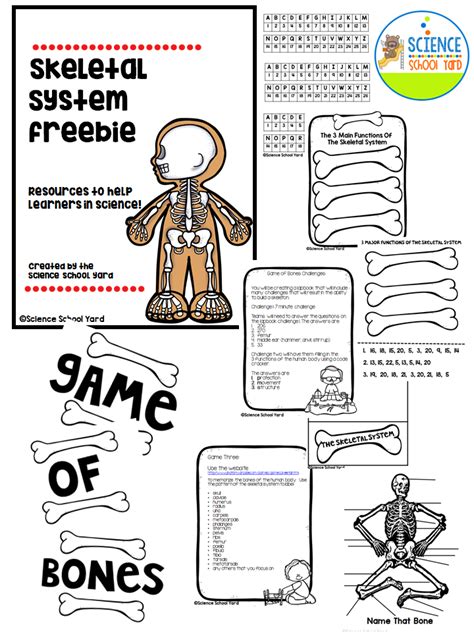 6 Skeletal System Game Ideas For Studying Bones The Science School Yard