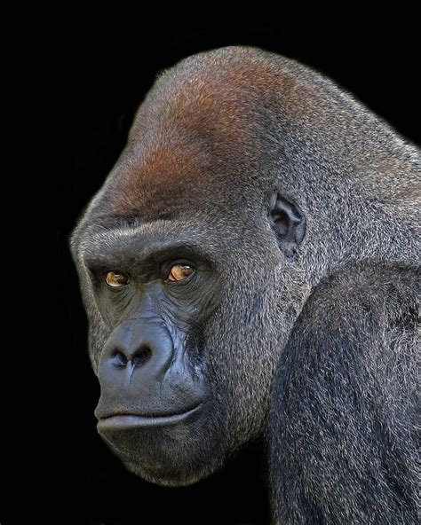 Silverback Lowland Gorilla Photograph By Larry Linton Fine Art America