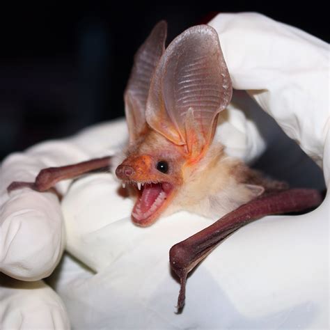 Pallid Bat Bat Species Amazing Animal Pictures Bat