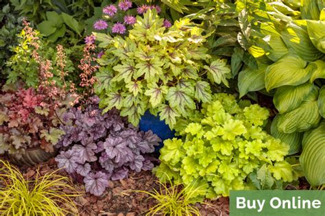 Heuchera The Ultimate Guide To Growing Coral Bells Proven Winners