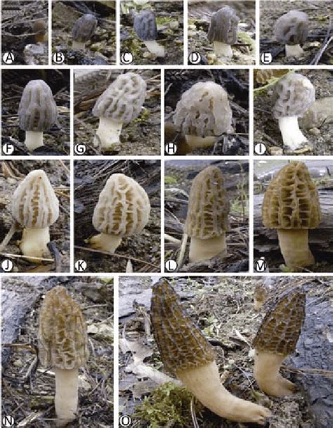 Morphological variations at different stages of development of ...