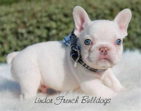 How Much Do French Bulldogs Cost In New Zealand French Bulldog