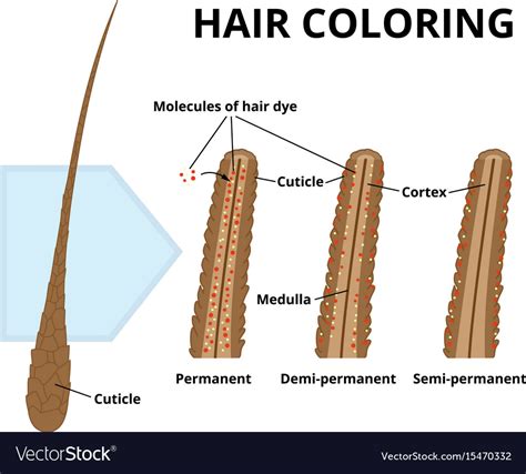 Cuticle Hair Close Up Royalty Free Vector Image