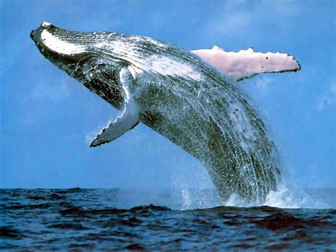 Fantastica Animal Blue Whale The Biggest Animal In World