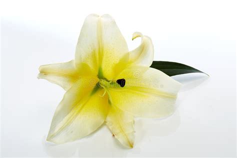 White Lily Flower Closeup On White Stock Photo Image Of Fragrance