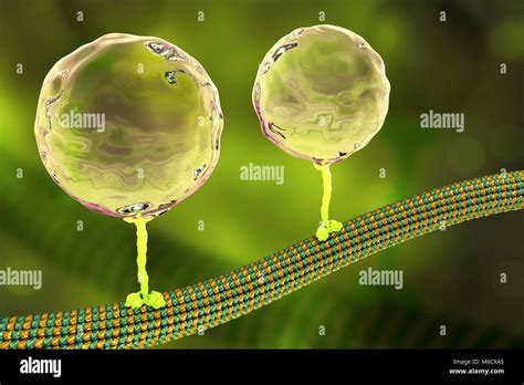 Intracellular Transport Computer Illustration Of Vesicles Spheres