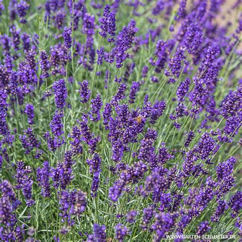 Im gartenbeet sind rosen der ideale nachbar für den robusten lavendel. Stauden Im Garten Frisch Lavendel Imperial Gem Lavandula ...
