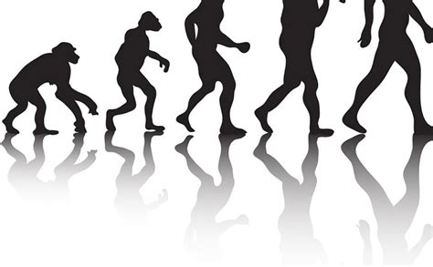 Did Humans Evolve From Apes Evolvopedia