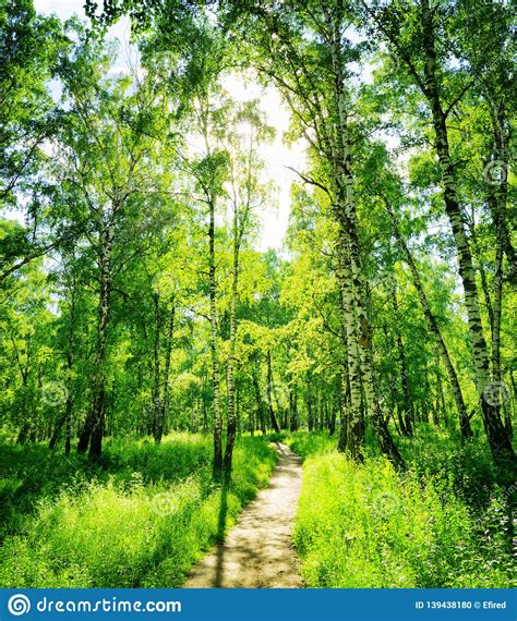 Birch Forest On A Sunny Day Green Woods In Summer Stock Photo Image