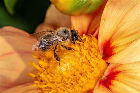 Maybe you would like to learn more about one of these? Call For Bee Removal If It Is Needed, Orange County