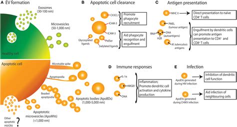 Frontiers Apoptotic Cell Derived Extracellular Vesicles More Than