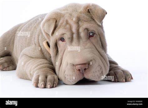 Chinese Shar Pei Puppy Dog Wrinkles Wrinkled Wrinkle Wrinkly Puppies