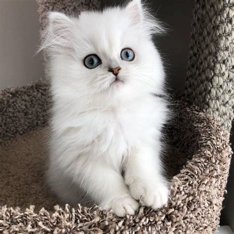 The Price Of A Persian Kitten What You Need To Know