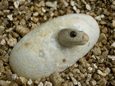 Taipan Hatchling Pops Its Head Out Of An Egg Kelvin Marshall Nature