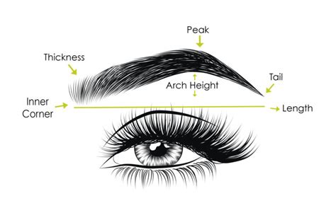 Anatomy Of Eyebrow Different Types Of Eyebrows Shapes