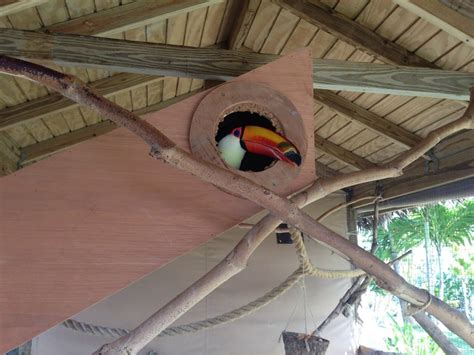 Nest Logs For Toco Toucans Part 2 Its A Box Adventures In Toucanland