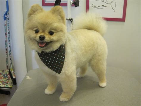 Pomeranian Teddy Bear Cuts Pets Lovers