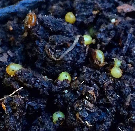 Pin On Tips For Making Vermicompost