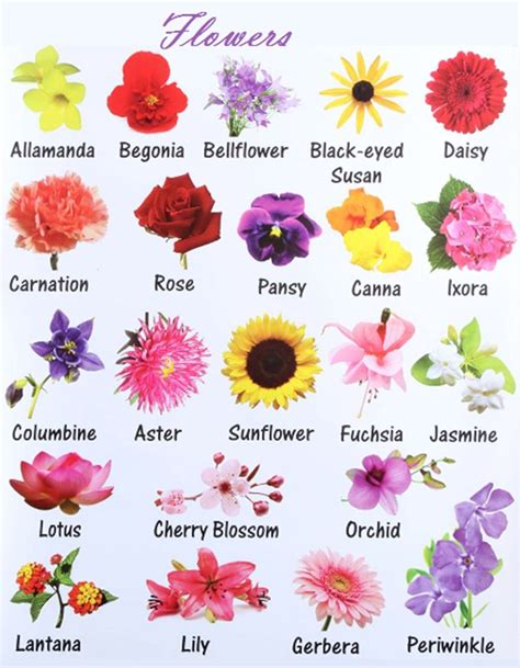 An Image Of Flowers With Names In English And Spanish On The Bottom