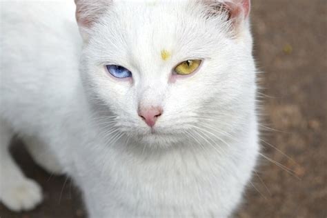 When it does occur, this is as a result of their genetics. What Types of Cats Have Blue Eyes? | Animals - mom.me