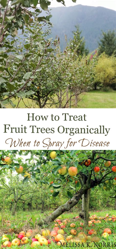 Although it is registered with the u.s. How to Treat Fruit Trees Organically: When to Spray for ...