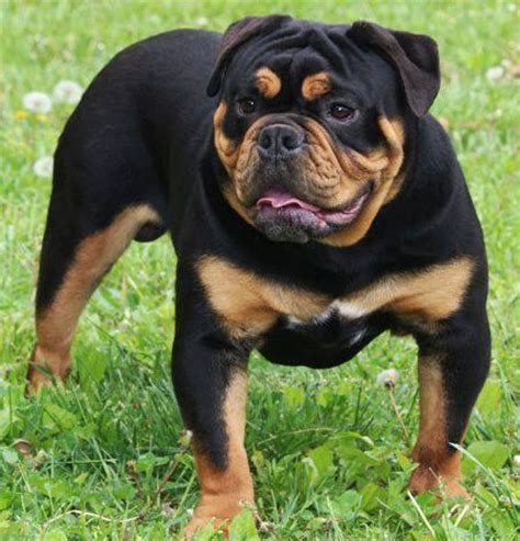 Black bulldogs are the most common of the rare colors. 55 best images about Olde English Bulldogge on Pinterest ...