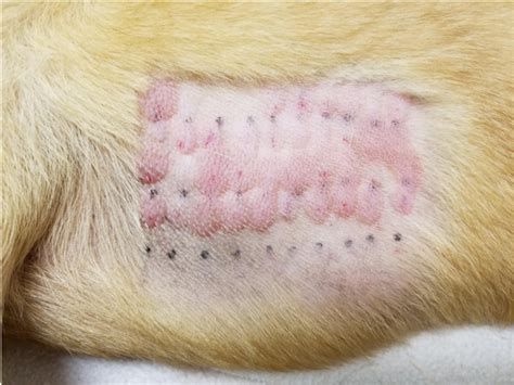 Pet Allergy Testing In Beaverton Or Animal Allergy And Ear Clinic