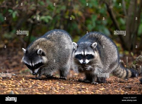 Raccoons Eating Dog Food In Shelton Washington Usa Stock Photo Alamy