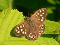 Фото № 25433394 от 0 рублей. Irish Butterflies - Butterfly Species - Brown Butterflies.