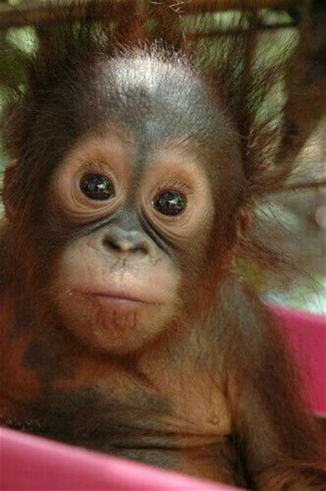 1000 Images About Orangutan On Pinterest