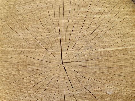 Balance Beam Slice Texture Tree 20 Inch By 30 Inch Laminated Poster