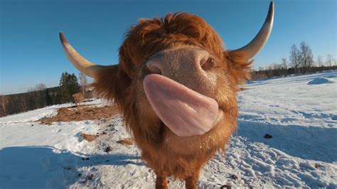 Scottish Highland Cattle In Finland Cows Try To Lick Camera Youtube