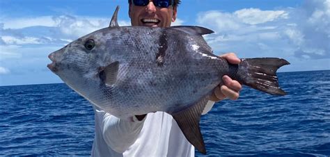 Fish Rules Triggerfish Ocean In Fl Atlantic State Waters
