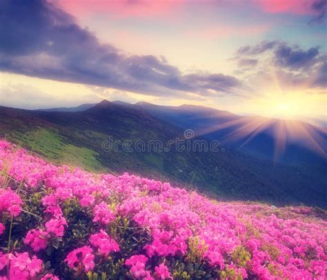 Summer Meadow Flowers Stock Image Image Of Horizon Beauty 14610429