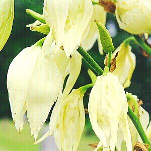 A local flower shop dedicated to meeting your everyday needs. Two RV Gypsies in Las Cruces, New Mexico