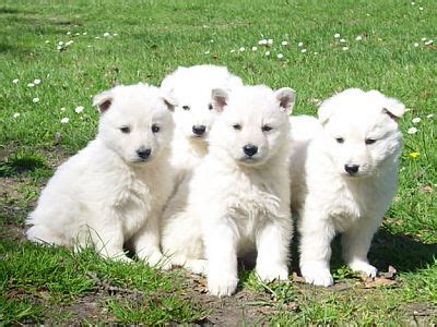 Depending on the brand you choose, your expense will vary. White german shepherd puppy for sale in india | Asiapets.in