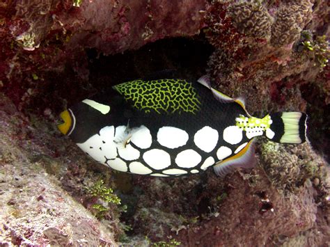 Noaa Coris National Coral Reef Monitoring Program