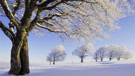 Winter Wallpaper And Background Image 1366x768 Id