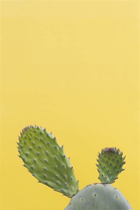Cactus Phone Wallpapers Top Free Cactus Phone Backgrounds