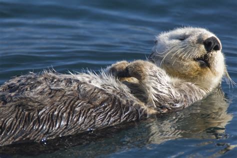 Adult Sea Otter Enhydra Lutris In Morro Bay Ca Adult Se Flickr