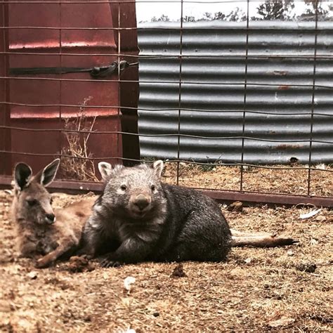 Orphaned Kangaroo And Wombat Found Comfort In Each Other And Now They