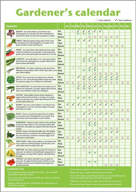 A3 Novice Gardenersbeginners Vegetable Growing Gardening Calendar