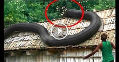 Biggest Python Snake Giant Anaconda Worlds Biggest