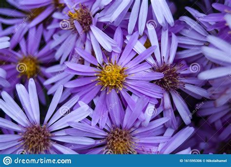Such shrubs are often used in meditation gardens. Purple Flowers With Yellow Centers Stock Photo - Image of ...